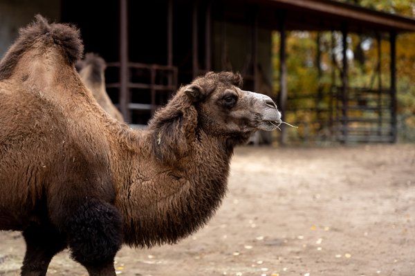 Fitting Universal Parts to Your UK Classic Car: What You Need to Know!